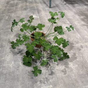 Pelargonium Tomentosum