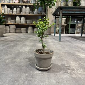 Portulacaria - Happyflower-dk