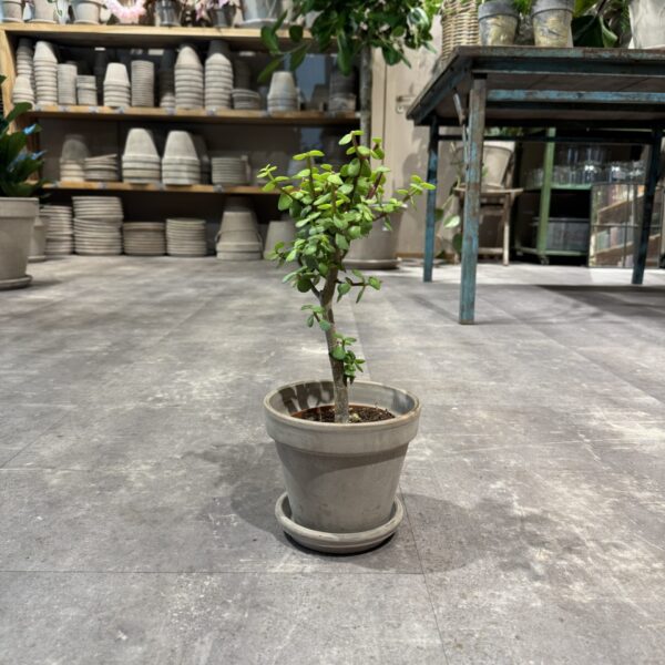 Portulacaria - Happyflower-dk
