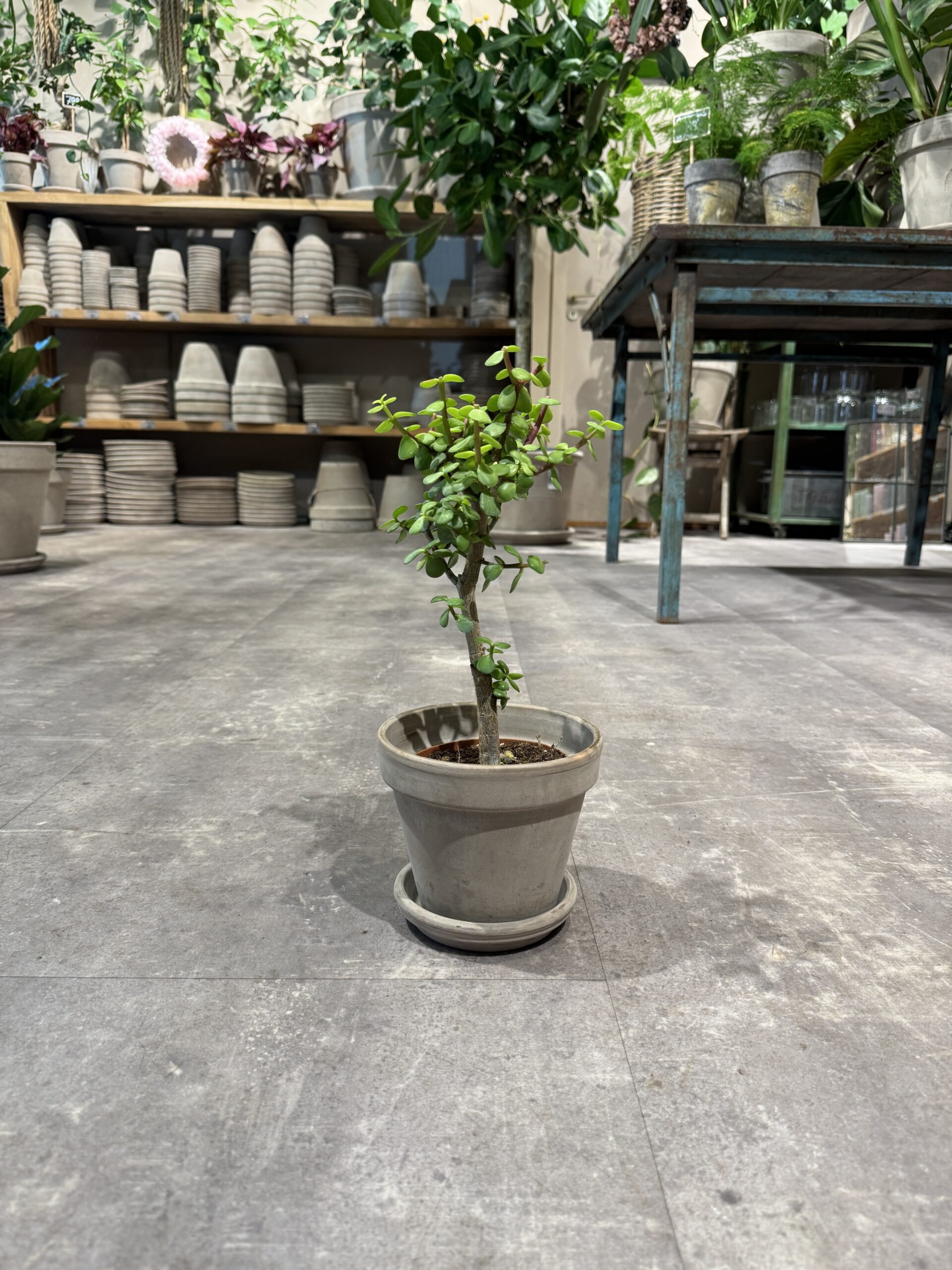 Portulacaria - Happyflower-dk