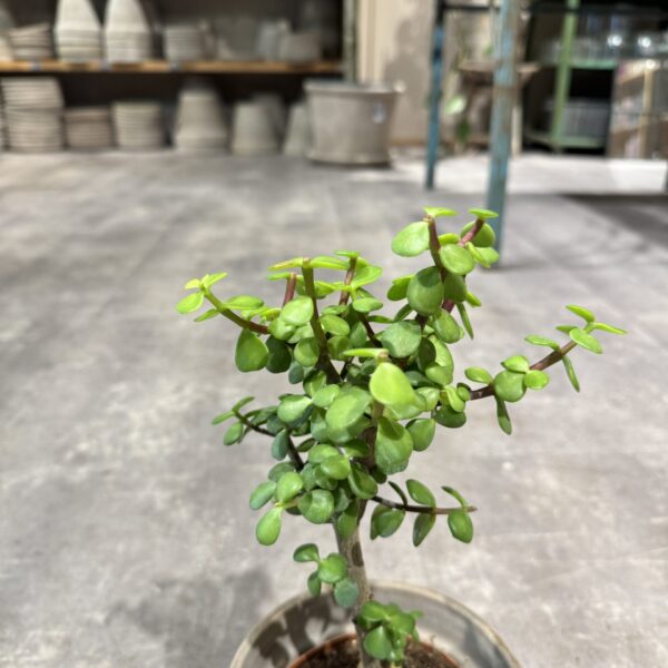 Portulacaria