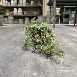 Portulacaria i lerpotte - Happyflower-dk