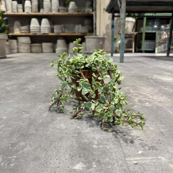 Portulacaria i lerpotte - Happyflower-dk
