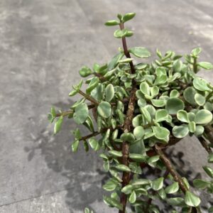 Portulacaria i lerpotte