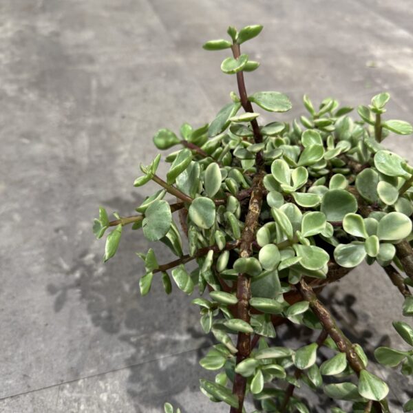 Portulacaria i lerpotte