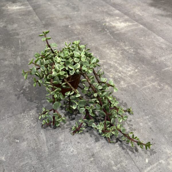 Portulacaria i lerpotte