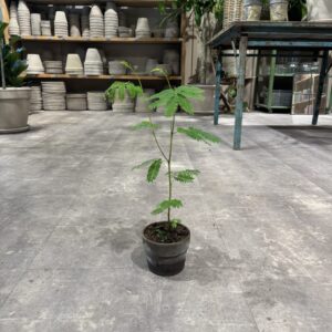 Sovetræ - Happyflower-dk