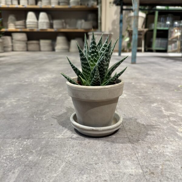 Tiki Aloe - Happyflower-dk