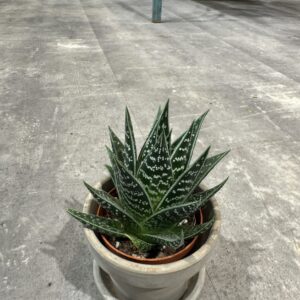 Tiki Aloe