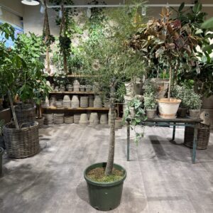 Kærlighedstræ 230 cm. (Stjerneblad) - Australsk kærlighedstræ - Happyflower-dk