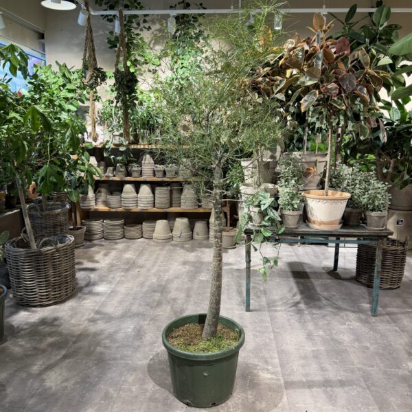 Kærlighedstræ 230 cm. (Stjerneblad) - Australsk kærlighedstræ - Happyflower-dk