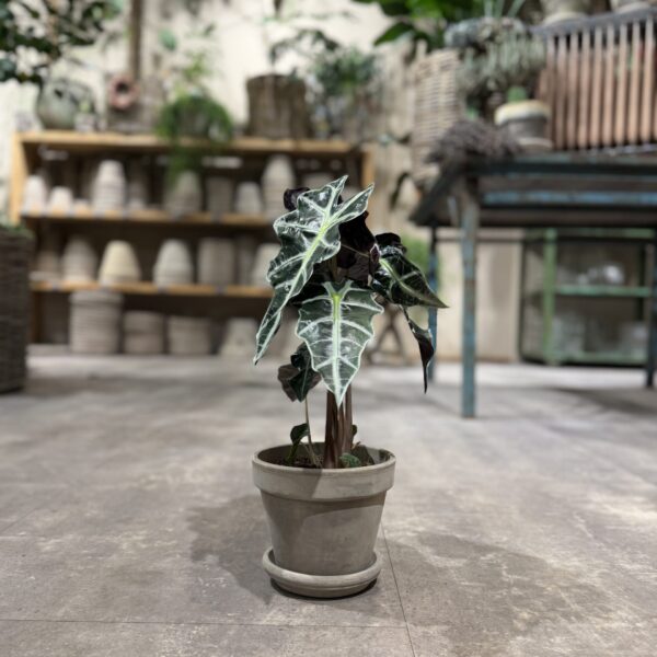 Alocasia Amazonica - Happyflower-dk
