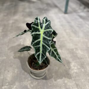 Alocasia Amazonica