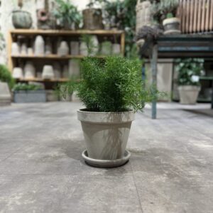 Asparagus (stor) - Happyflower-dk