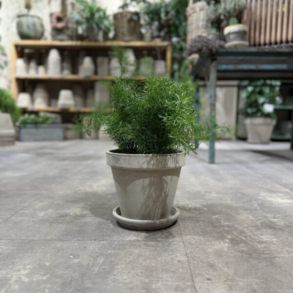 Asparagus (stor) - Happyflower-dk