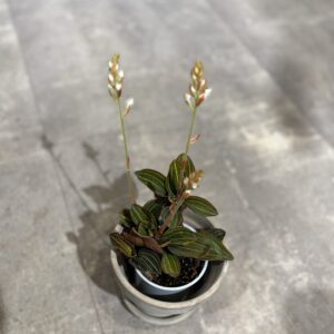 Ludisia