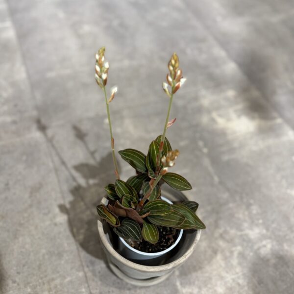 Ludisia