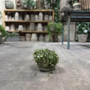 Peperomia - Happyflower-dk