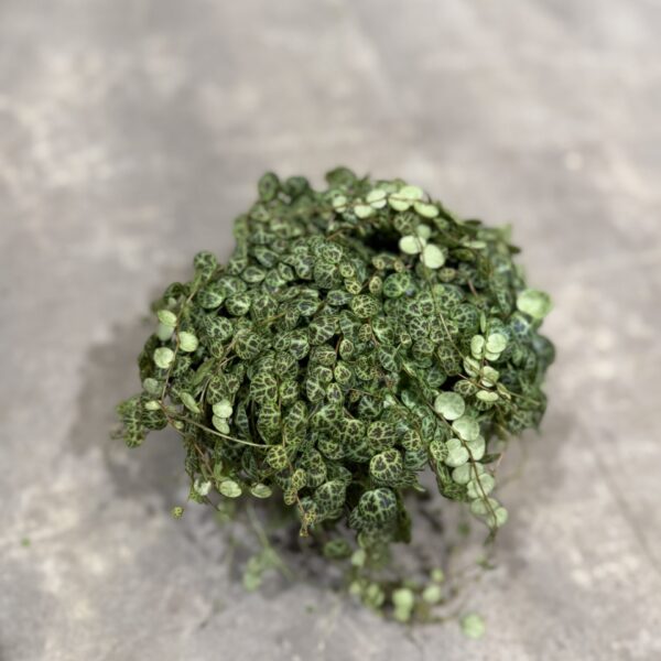 Peperomia