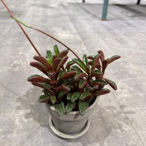Peperomia Ruby Glow