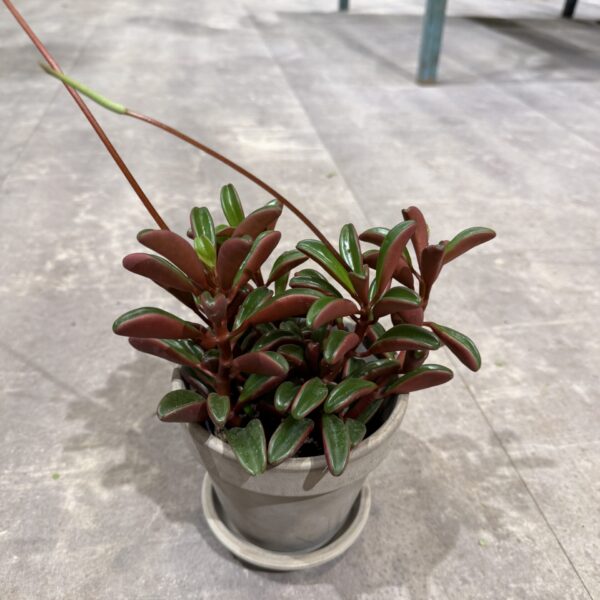 Peperomia Ruby Glow