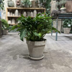 Philodendron Xanadu - Happyflower-dk