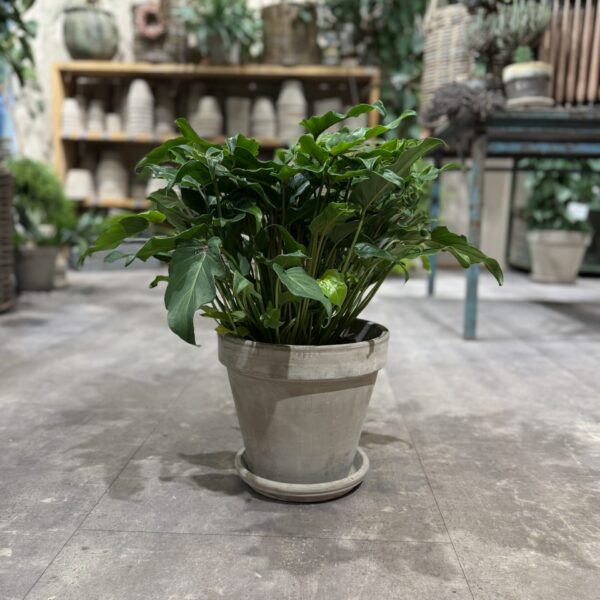 Philodendron Xanadu - Happyflower-dk