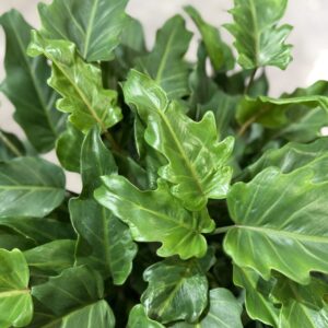 Philodendron Xanadu