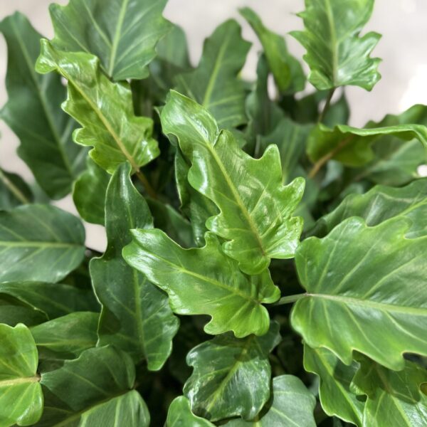 Philodendron Xanadu
