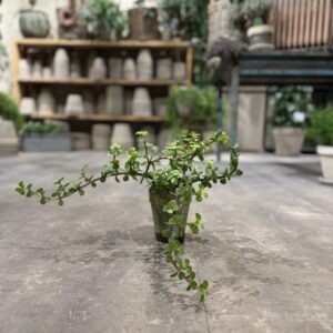 Portulacaria fra dansk gartner - Happyflower-dk