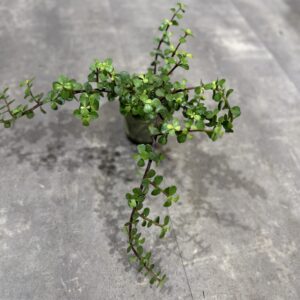 Portulacaria fra dansk gartner
