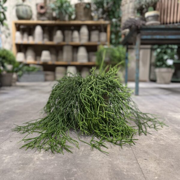 Rhipsalis Clavata