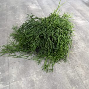 Rhipsalis Clavata