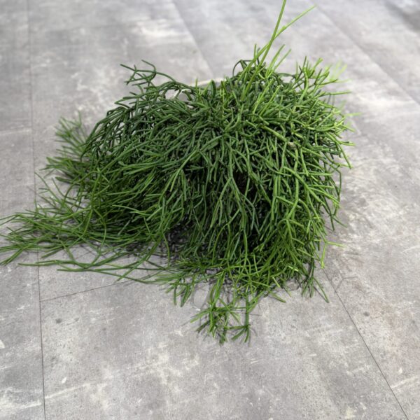 Rhipsalis Clavata
