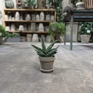 Sanseviera Boncellinsis - Happyflower-dk