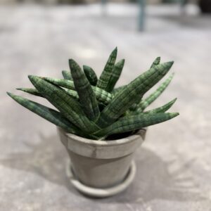 Sanseviera Boncellinsis