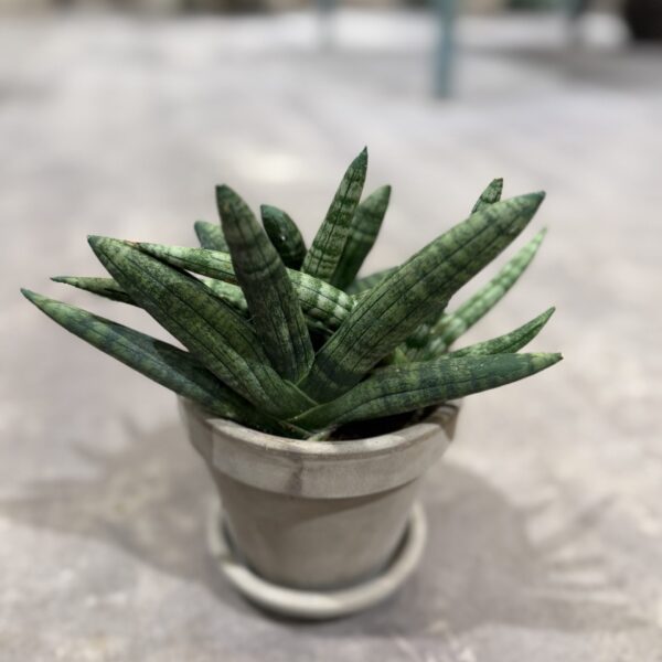Sanseviera Boncellinsis