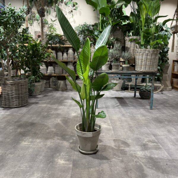 Strelitzia Nicolai 140-160 cm. - Strelitzia Nicolai planter - Happyflower-dk