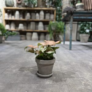 Syngonium lyserød - Happyflower-dk