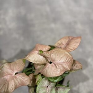 Syngonium lyserød